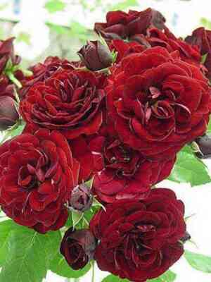 Лаваглют (Lavaglut)