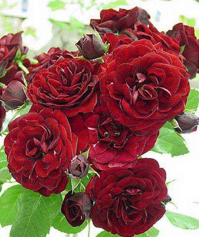 lavaglyut.jpg Лаваглют (Lavaglut)