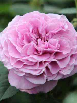 lavanda_ajs.jpg Лавендер Айс (Lavender Ice)