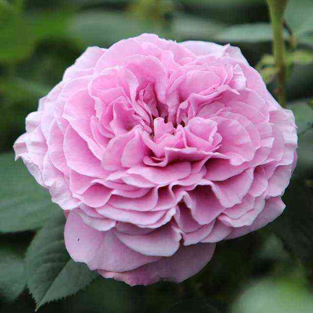 lavanda_ajs.jpg Лавендер Айс (Lavender Ice)