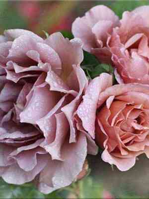 Лавендер Пиноккио (Lavender Pinocchio)