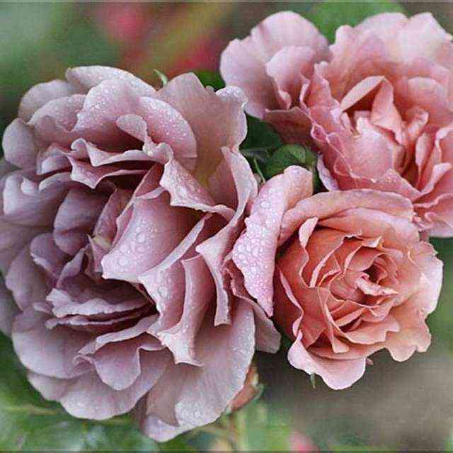 Лавендер Пиноккио (Lavender Pinocchio)