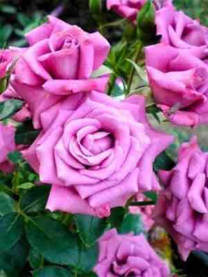 Лавендер Мейландина (Lavender Meillandina)