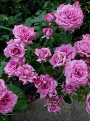 Лавендер Джевел (Lavender Jewel)