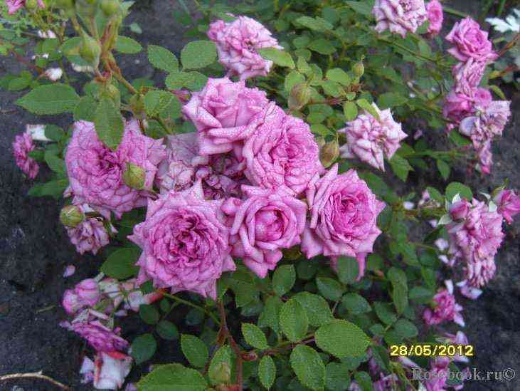 Лавендер Джевел (Lavender Jewel)