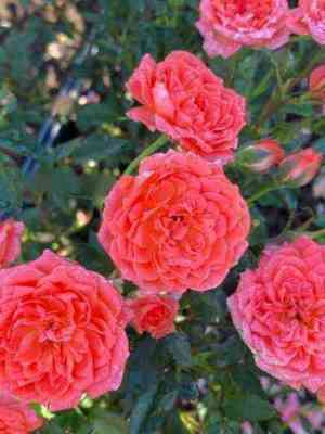 Лавендер Лейс