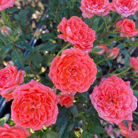 Лавендер Лейс