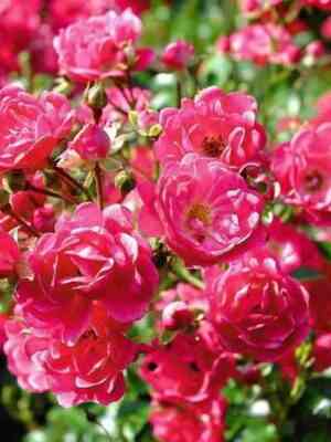 Лавли Фейри (Lovely Fairy)