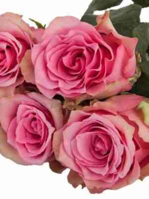 Лавли Родос (Lovely Rhodos)