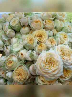 lavli_jo_jo.jpg Лавли Йо Йо (Lovely Yo-yo)