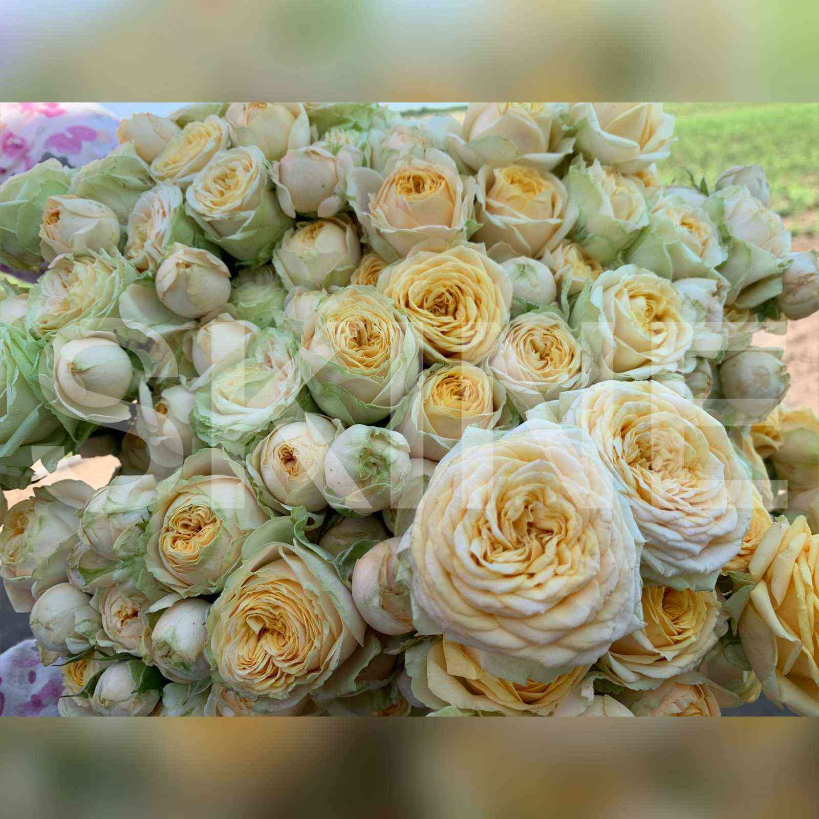 Лавли Йо Йо (Lovely Yo-yo)