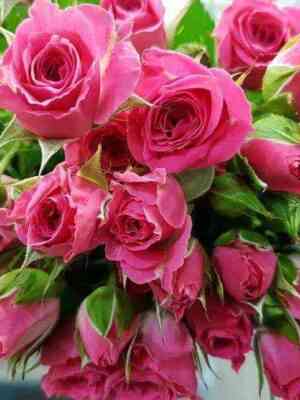 lavlidiya.jpg Лавли Лидия (Lovely Lydia)