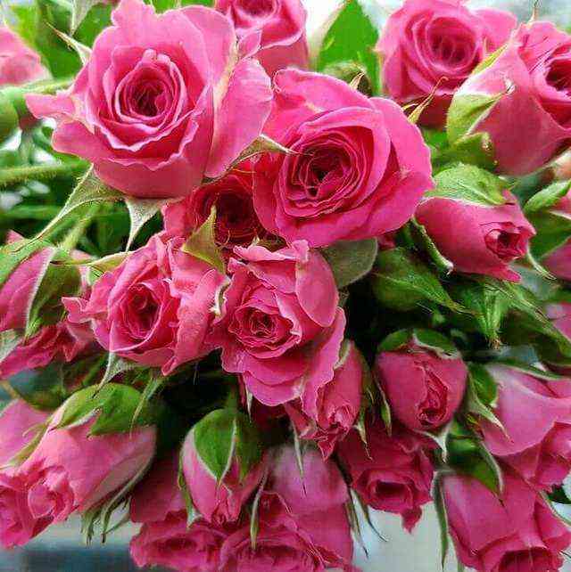 lavlidiya.jpg Лавли Лидия (Lovely Lydia)