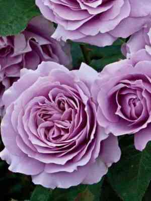 Лав Сонг (Love Song)