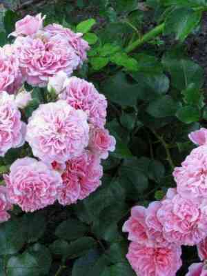 le-katr-sezon_optimized.jpg Ле Катр Сезон (Les Quatre Saisons)