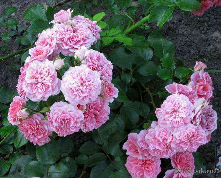 Ле Катр Сезон (Les Quatre Saisons)