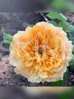 lea_tutu.jpg Леа Туту (Leah Tutu)