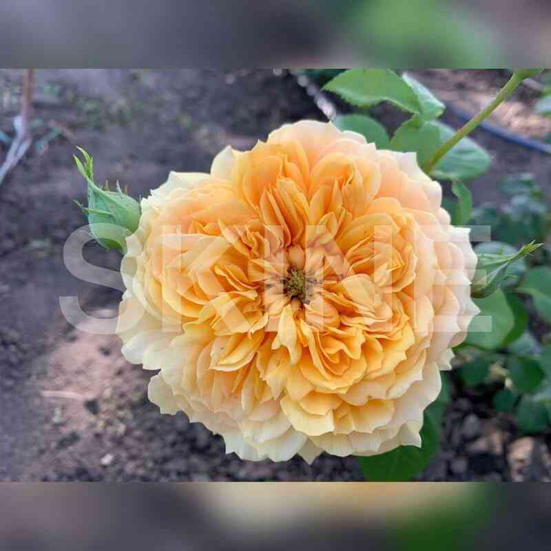 lea_tutu.jpg Леа Туту (Leah Tutu)