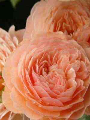 leandr_leander_optimized.jpg Леандр (Leander)