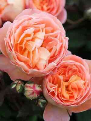 Леди Эмма Гамильтон  (Lady Emma Hamilton)