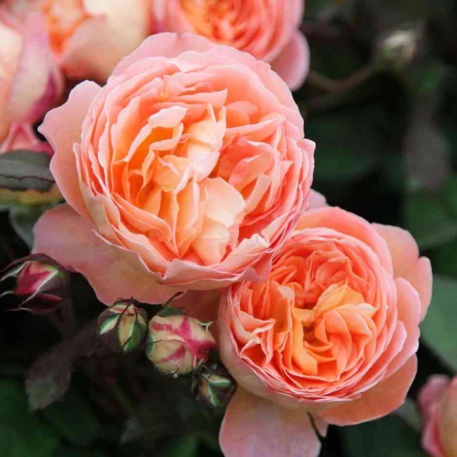 ledi-emma-gamilton.jpg Леди Эмма Гамильтон (Lady Emma Hamilton)