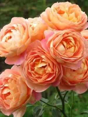 Леди оф Шалот (Lady of Shalott)