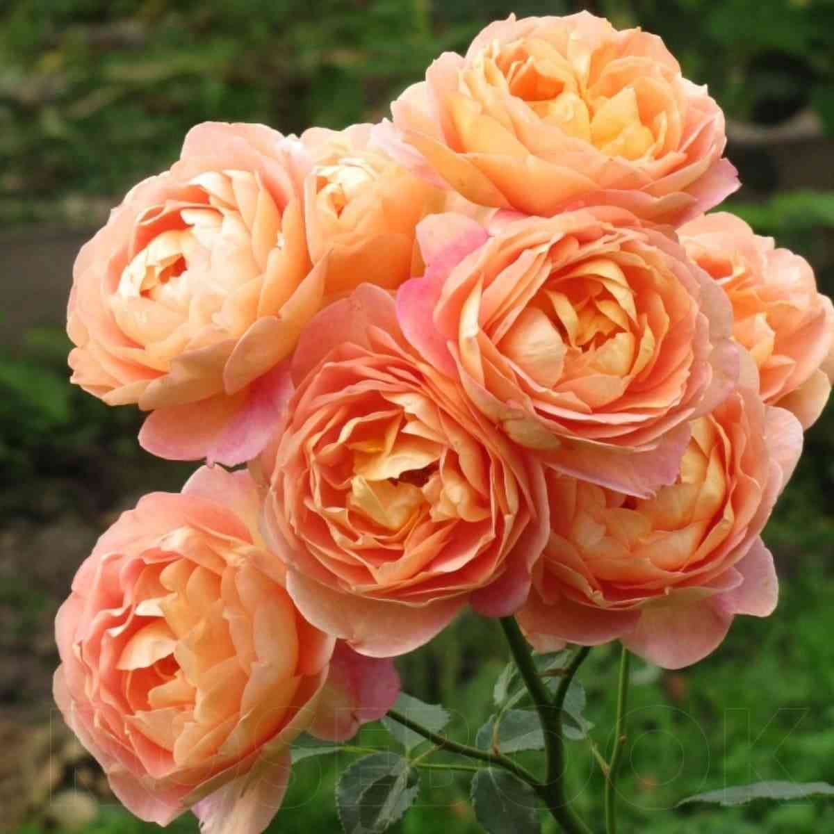 ledi-of-shalog.jpg Леди оф Шалот (Lady of Shalott)