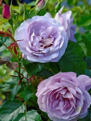 Леди Парфюм (Lady Perfume)