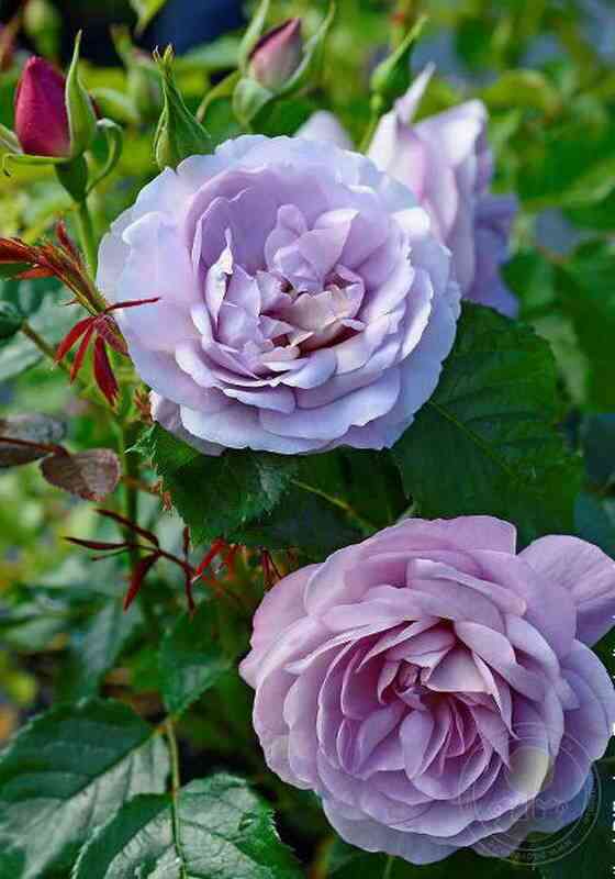 Леди Парфюм (Lady Perfume)