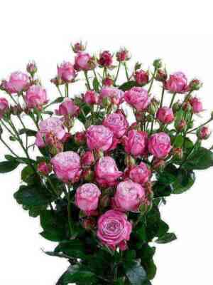 ledi_bambastik.jpg Леди Бомбастик (Lady Bombastic)