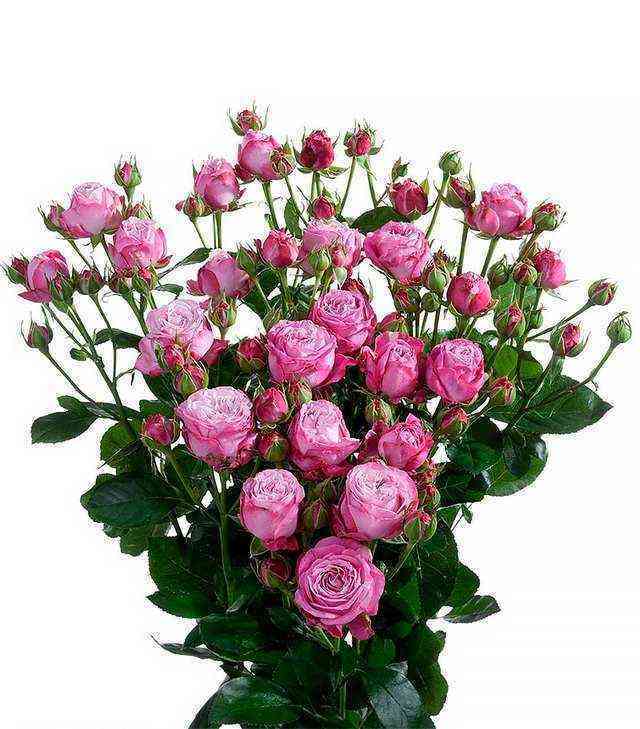 ledi_bambastik.jpg Леди Бомбастик (Lady Bombastic)