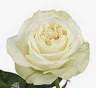 ledi_lindsi.jpg Леди Линдси (Lady Lindsay)