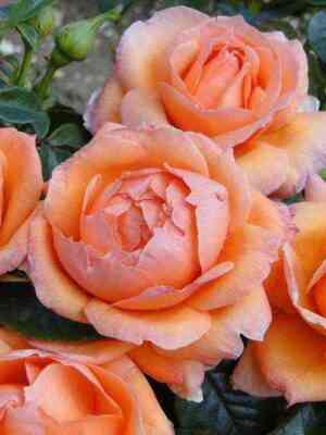 Леди Мармелад (Lady Marmalade)