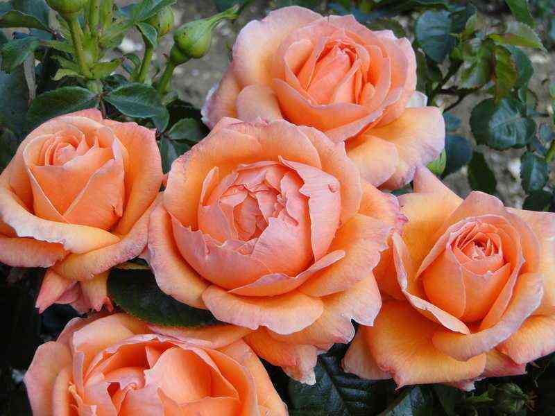 Леди Мармелад (Lady Marmalade)