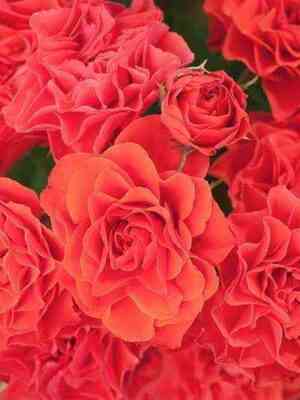 Леди оф Белград (Lady of Belgrade)