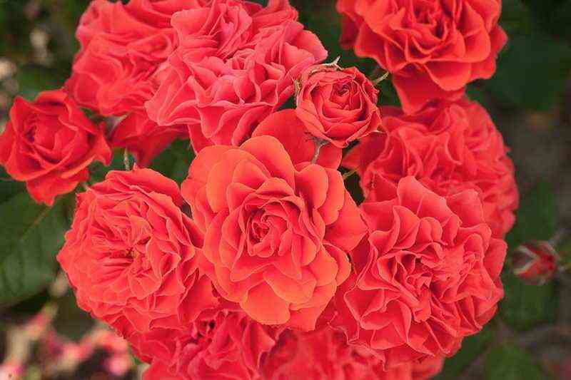 Леди оф Белград (Lady of Belgrade)