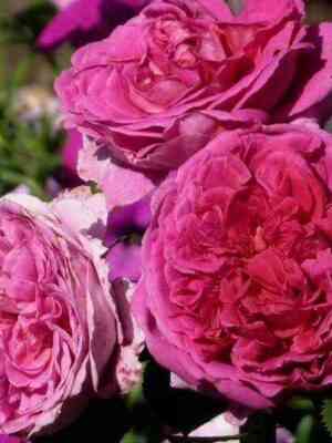 lediofmegginch_ladyofmegginch_optimized.jpg Леди оф Меггинч (Lady of Megginch)