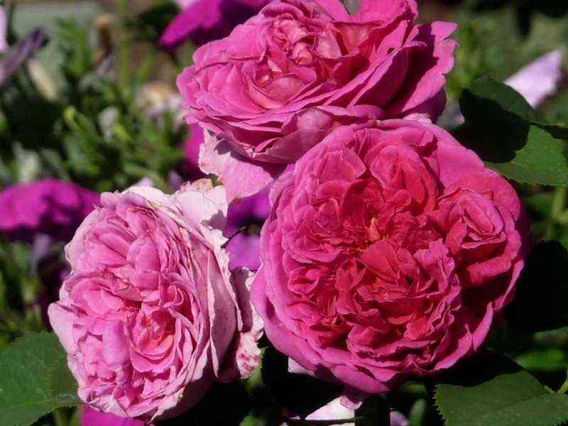 lediofmegginch_ladyofmegginch_optimized.jpg Леди оф Меггинч (Lady of Megginch)