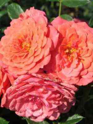 Леди Пенелопе (Lady Penelope)