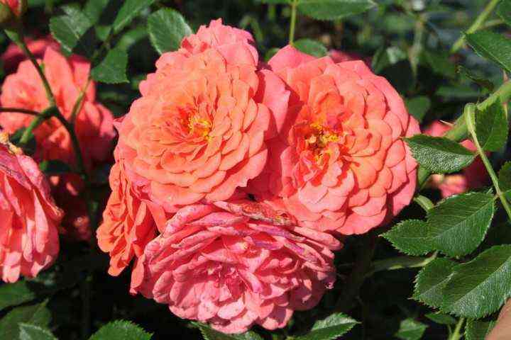 Леди Пенелопе (Lady Penelope)