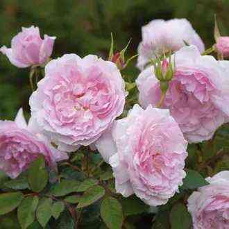 ledisolsberi_ladysalisbury_optimized.jpg Леди Солсбери (Lady Salisbury)