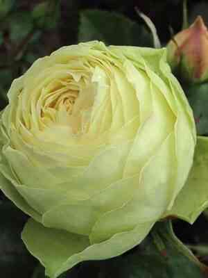 Лемон Пиано (Lemon Piano)