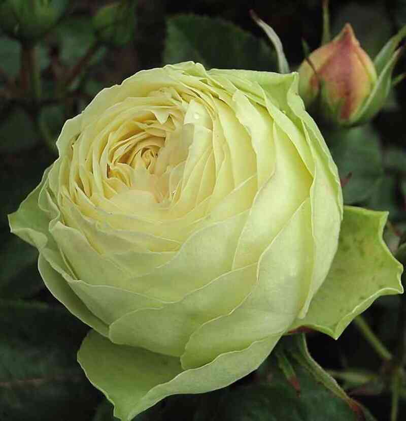 Лемон Пиано (Lemon Piano)