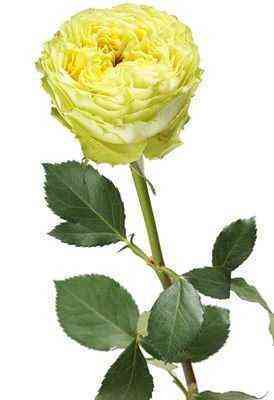 lemon_zest.jpg Лимон Зест (Lemon Zeste)