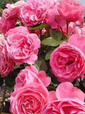 Леонардо да Винчи (LeonardodaVinci)