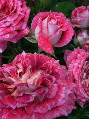 Летс Селебрейт (Let's Celebrate)