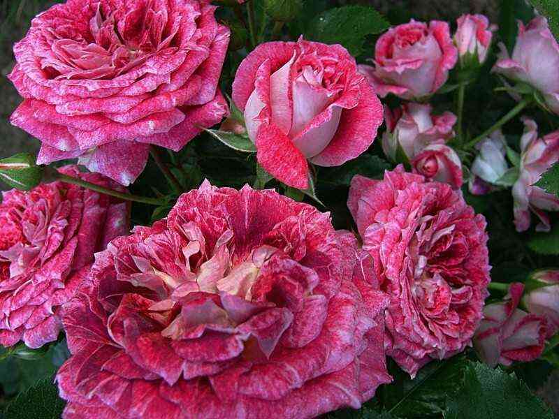 lets-selebrejts.jpg Летс Селебрейт (Let's Celebrate)