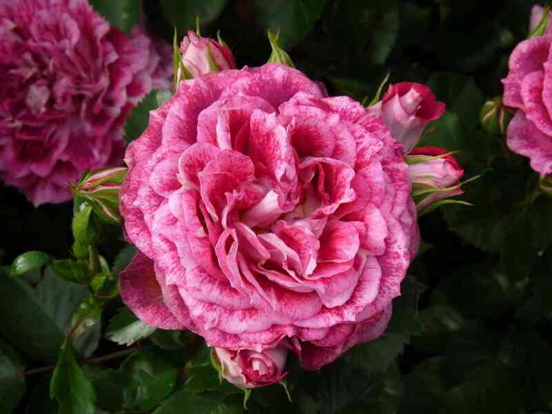 lets-selebrejts2.jpg Летс Селебрейт (Let's Celebrate)