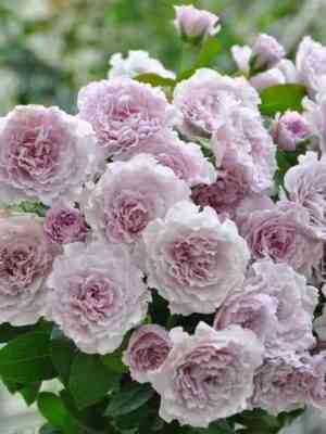 Либеллула (Libellula)