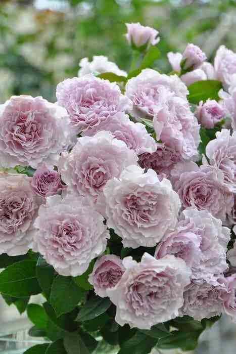 libellula.jpg Либеллула (Libellula)